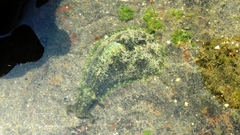 Dolabrifera dolabrifera