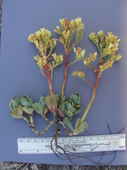 Sedum oregonense