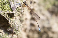 Drepanosticta carmichaeli