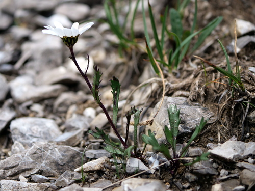 Image of Leucanthemum halleri by (c) Wolfgang Jauch, some rights reserved (CC BY)