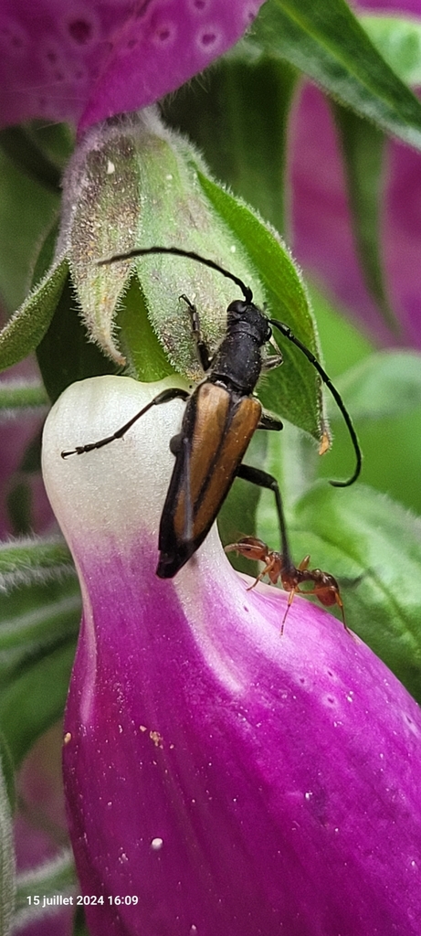 Anastrangalia dubia