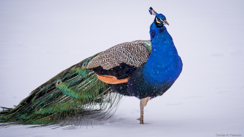 Indian Peafowl, photo 3 of 8