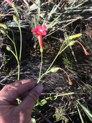 Calolisianthus pedunculatus (Calolisianthus pedunculatus)