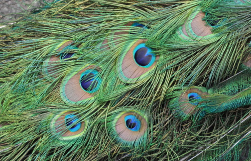 Indian Peafowl, photo 8 of 8