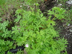 Geranium bicknellii