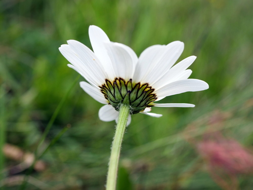 Image of Alpine Oxeye Daisy (Leucanthemum adustum) by (c) Wolfgang Jauch, some rights reserved (CC BY)