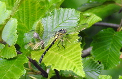 Stylogomphus albistylus