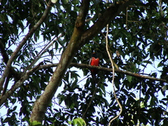 Trogon