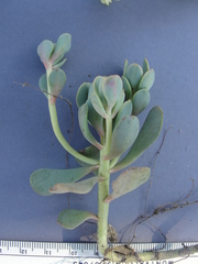 Sedum oregonense