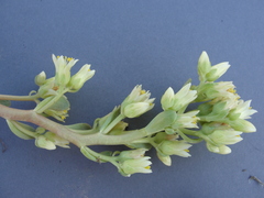 Sedum oregonense