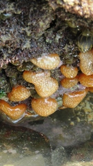 Polycitor proliferus