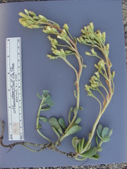 Sedum oregonense