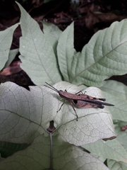 Xiphiola cyanoptera