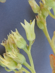 Sedum oregonense