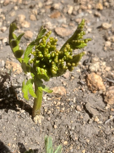 Botrychium lanceolatum iNat (3)