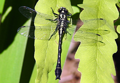 Hylogomphus adelphus