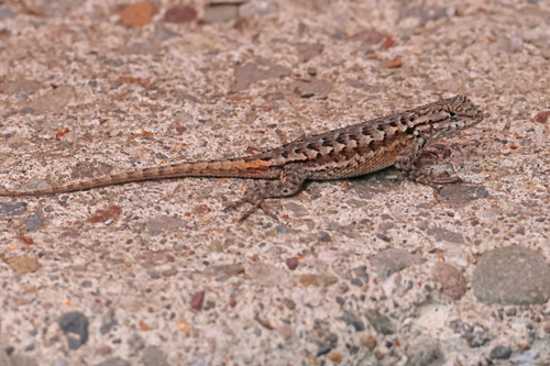 iNaturalist observation photo of Western Fence Lizard