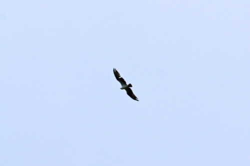 iNaturalist observation photo of Osprey