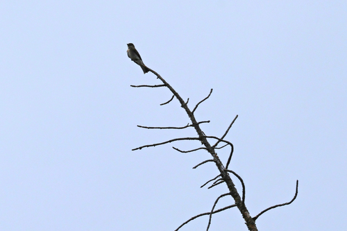 iNaturalist observation photo of Western Wood-Pewee