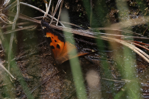 iNaturalist observation photo of California Tortoiseshell