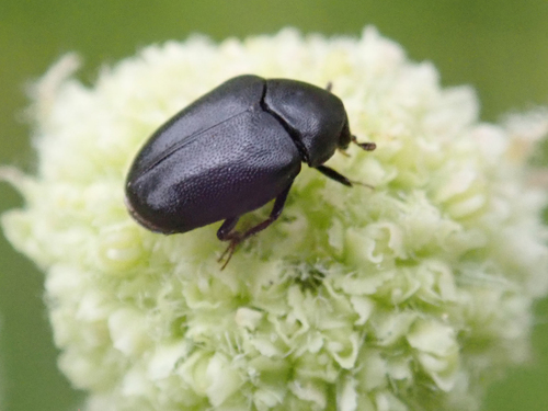 iNaturalist observation photo of Dark Carpet Beetle