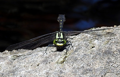 Hylogomphus adelphus