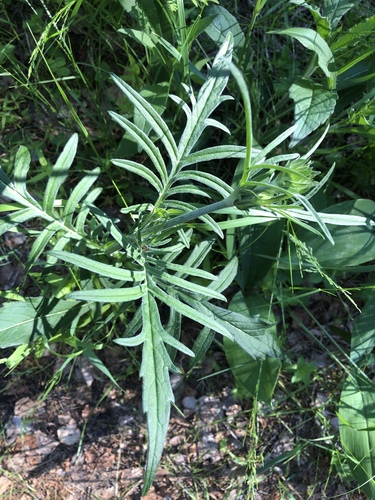 Dirvinė buožainė nuotrauka