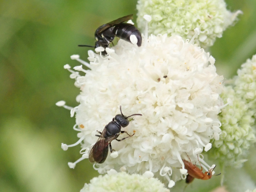 iNaturalist observation photo of Masked Bees