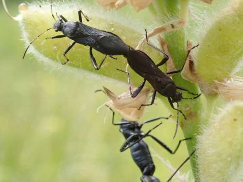 iNaturalist observation photo of Alydus eurinus