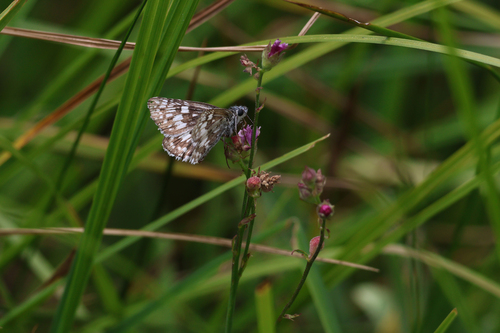 iNaturalist observation photo of Common Checkered-Skipper