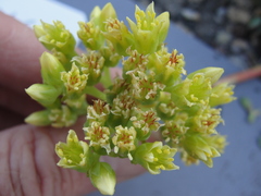 Sedum oregonense
