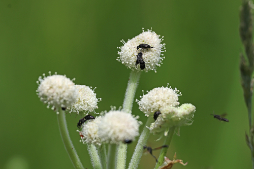 iNaturalist observation photo of Tumbling Flower Beetles
