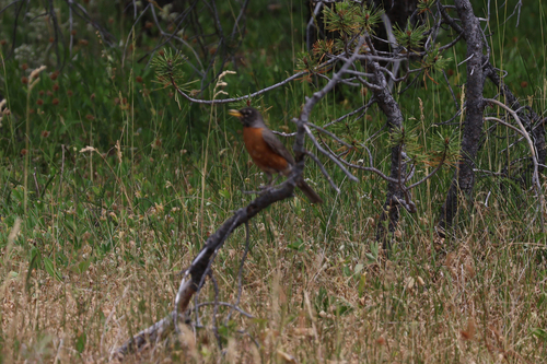 iNaturalist observation photo of American Robin