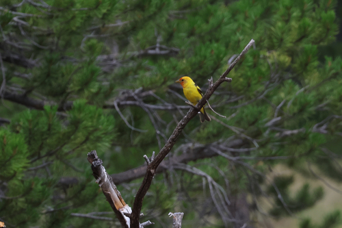 iNaturalist observation photo of Western Tanager