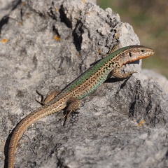 Dalmatian Wall Lizard photo 3