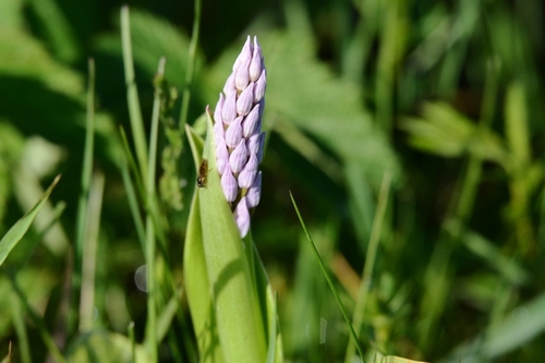 Military Orchid