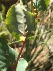 Muehlenbeckia rhyticarya