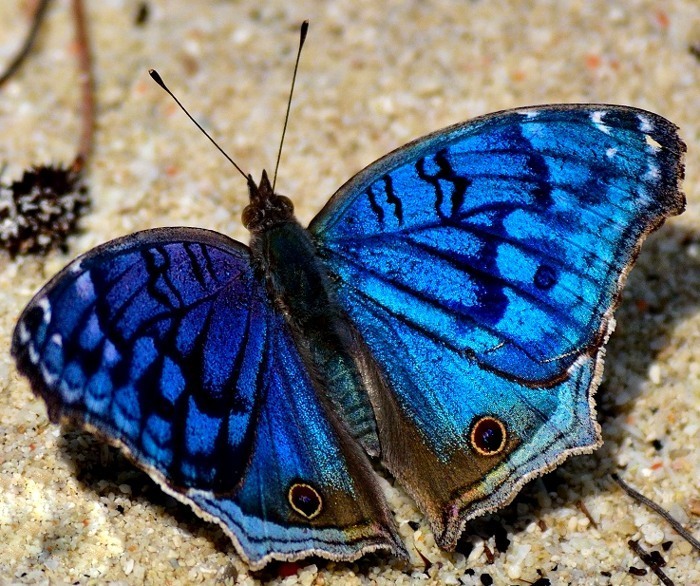 Royal Blue Pansy