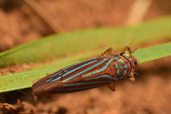 Chlorogonalia losoplanensis