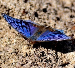 Junonia rhadama