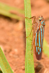 Chlorogonalia losoplanensis