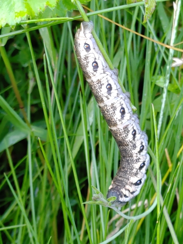 Proserpinus proserpina