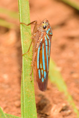 Chlorogonalia losoplanensis