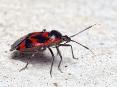 Deraeocoris trifasciatus
