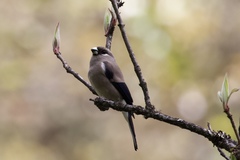 Pyrrhula nipalensis