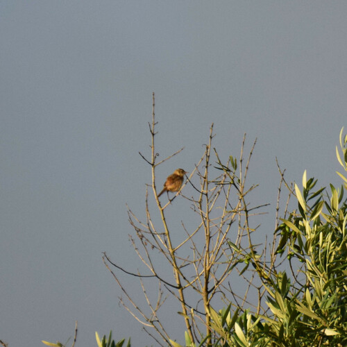 Cistícola buitrón (Cisticola juncidis)