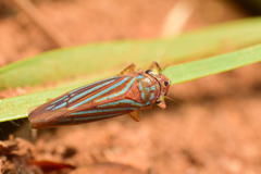 Chlorogonalia losoplanensis