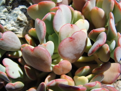 Sedum kiersteadiae