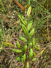 Cotoneaster salicifolius
