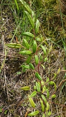 Cotoneaster salicifolius